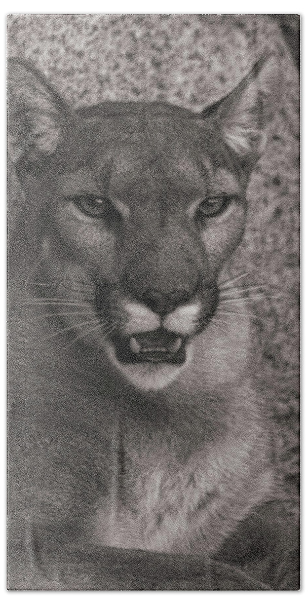 Animal Hand Towel featuring the photograph Mountain Lion #7 by Brian Cross