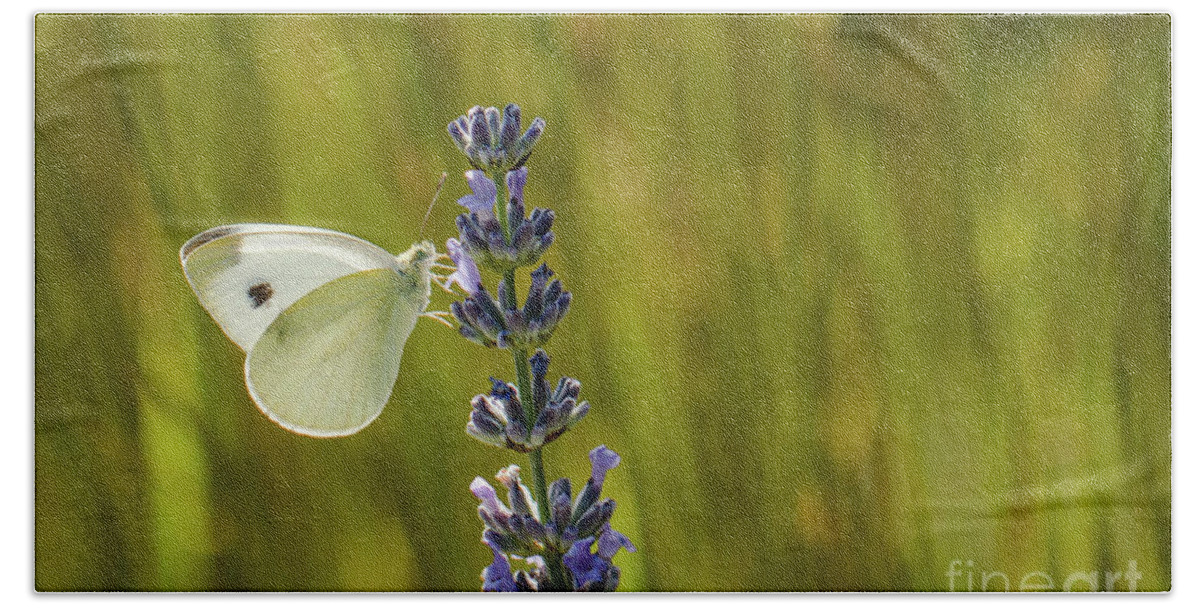 Animal Hand Towel featuring the photograph Pieris brassicae, the large white, also called cabbage butterfly by Amanda Mohler
