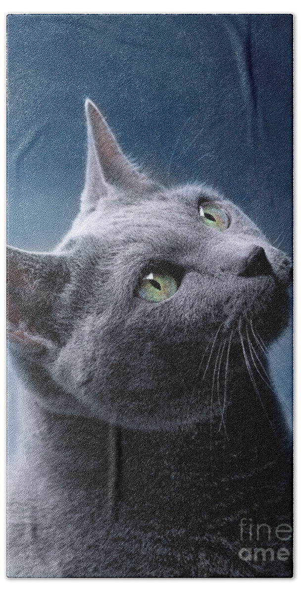 Russian Bath Sheet featuring the photograph Russian Blue Cat by Nailia Schwarz