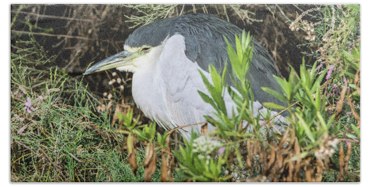 Black Hand Towel featuring the photograph Black-crowned Night Heron #8 by Tam Ryan