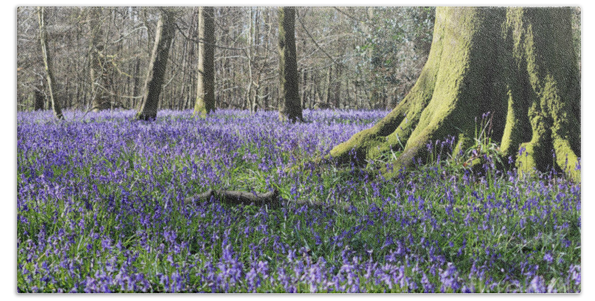 Bluebells Near Effingham In The Surrey Hills England Uk Hand Towel featuring the photograph Bluebells near Effingham in the Surrey Hills England UK #8 by Julia Gavin