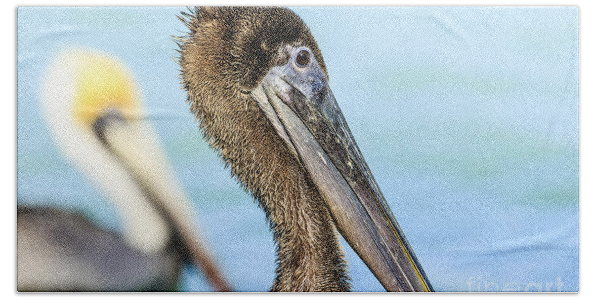 Brown Pelican Bath Towel featuring the photograph Brown Pelican #8 by Ben Graham