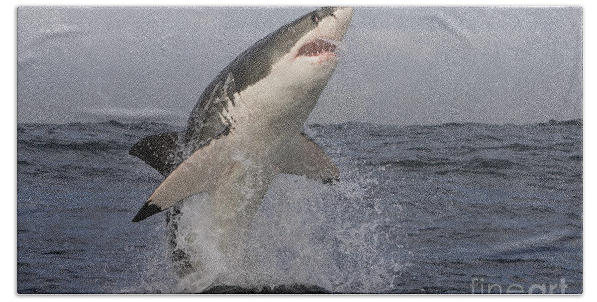 Great White Shark Bath Towel featuring the photograph Great White Shark #8 by Jean-Louis Klein & Marie-Luce Hubert