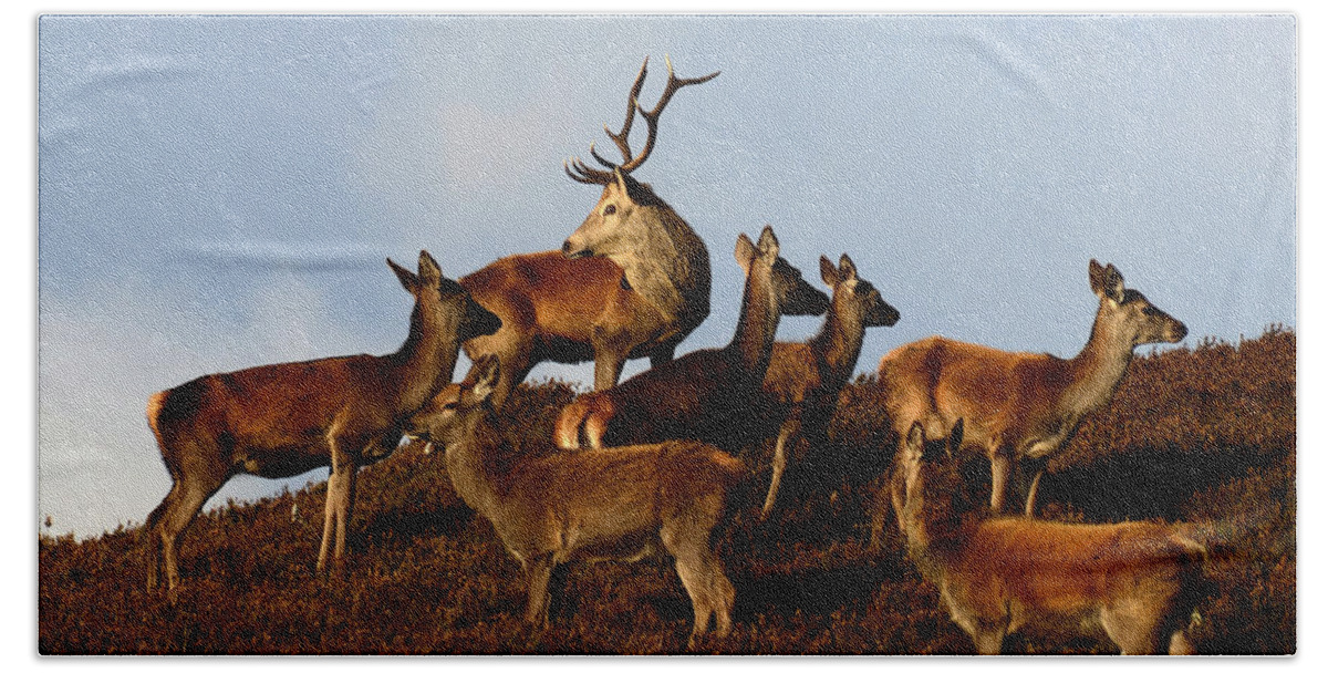 Red Deer Rut Bath Towel featuring the photograph Red Deer in the Highlands #8 by Gavin MacRae