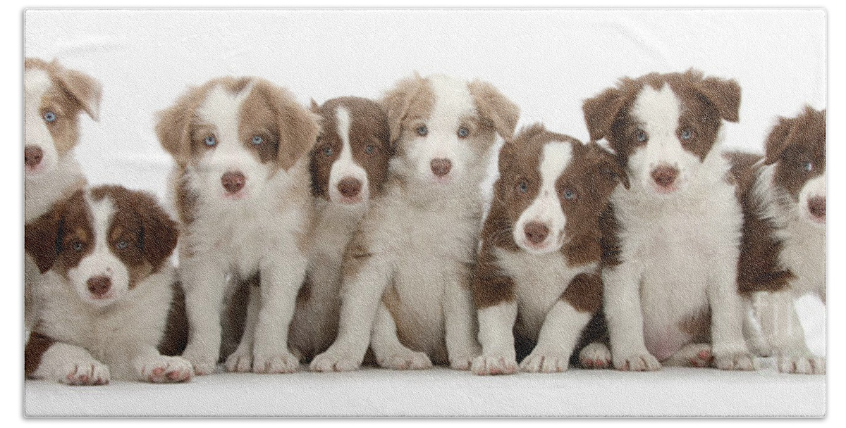 Border Collie Bath Towel featuring the photograph 8 Up Pups by Warren Photographic