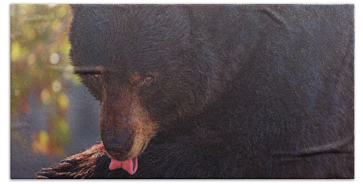 Animal Hand Towel featuring the photograph Black Bear #9 by Brian Cross