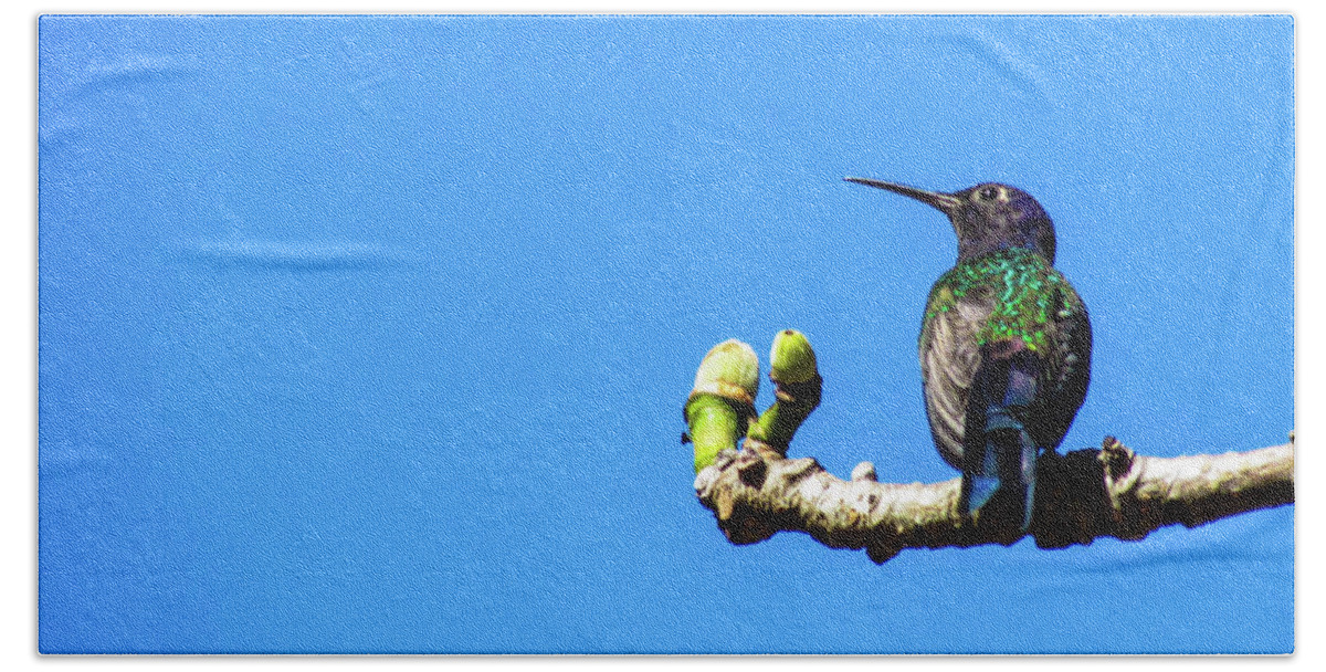 Bird Hand Towel featuring the photograph Hummingbird #9 by Cesar Vieira