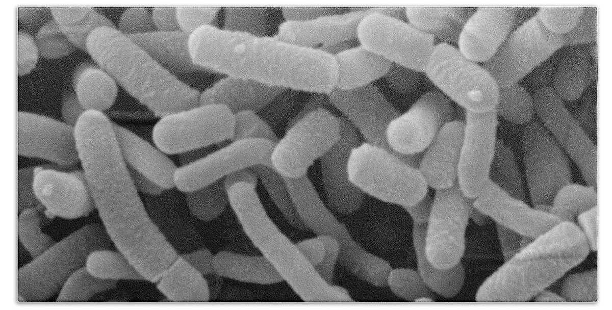 Lactobacillus Bath Towel featuring the photograph Lactobacillus Acidophilus And L. Casei #9 by Scimat