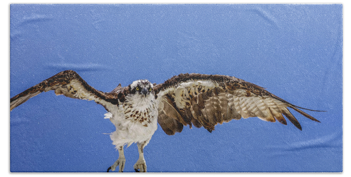Naples Bath Towel featuring the photograph Osprey by Peter Lakomy