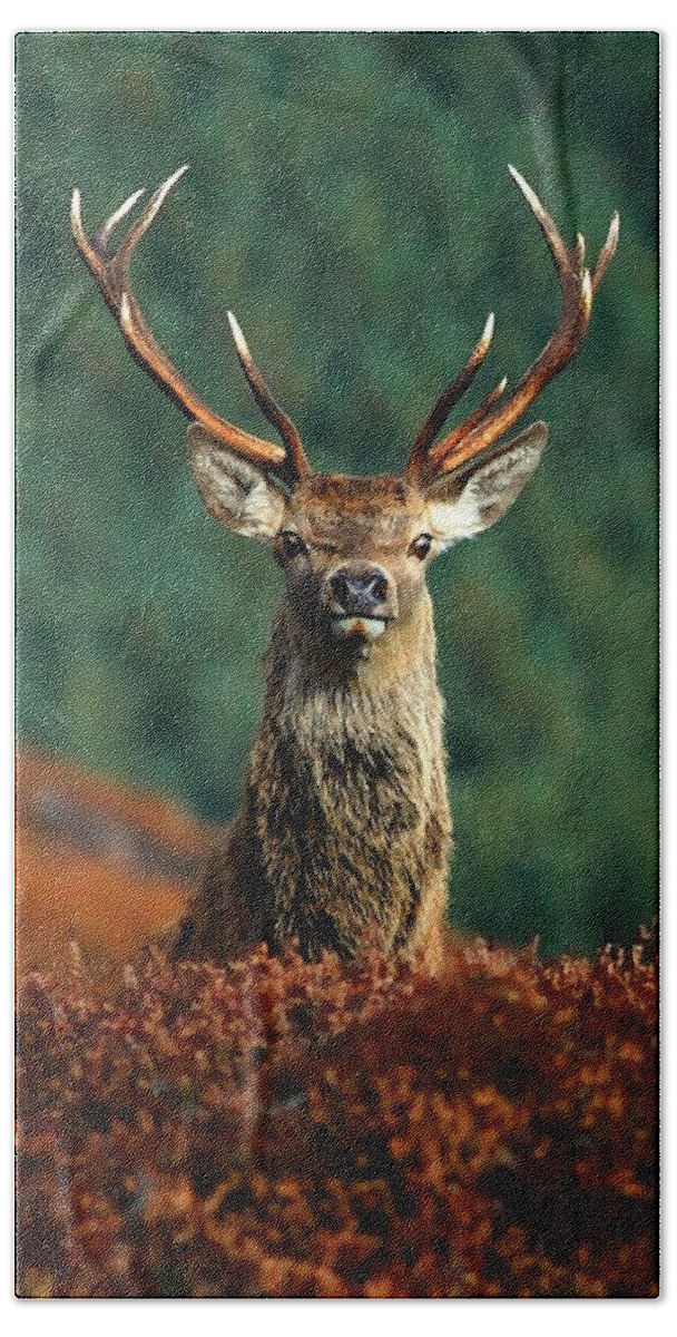Red Deer Stag Bath Towel featuring the photograph Red deer stag #9 by Gavin Macrae