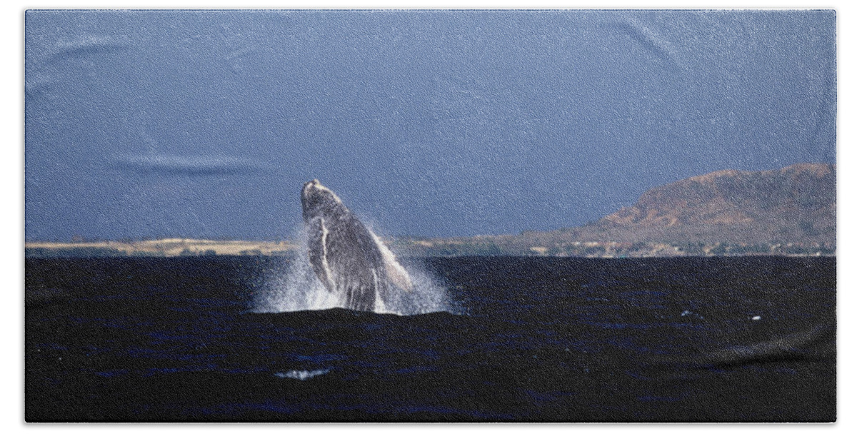 Mammal Bath Towel featuring the photograph A baby humped backed whale breeching in Banderous Bay Mexico by John Harmon