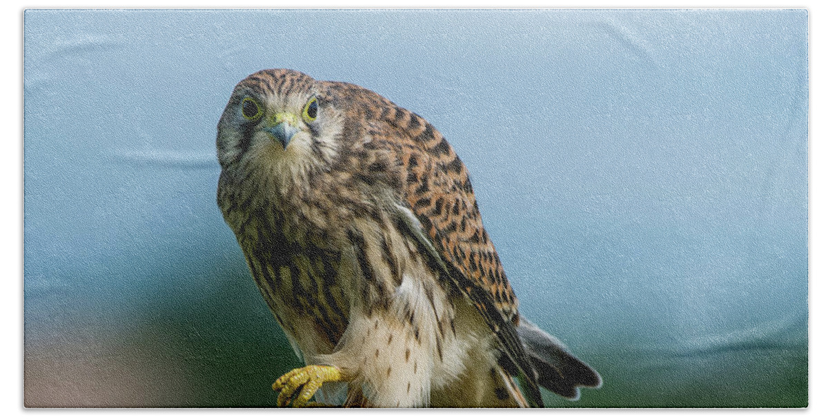 Kestrel Bath Towel featuring the photograph A beautiful young kestrel looking behind you by Torbjorn Swenelius