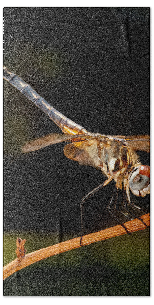 Dragonfly Hand Towel featuring the photograph A Dragonfly by Christopher Holmes