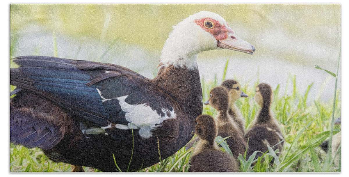 Muscovy Duck Bath Towel featuring the photograph A Family Outing by Saija Lehtonen