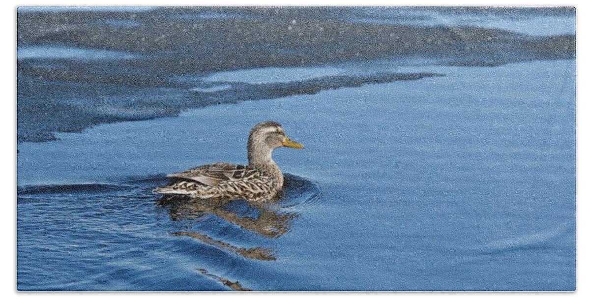 Duck Bath Towel featuring the photograph A Female Mallard in Thunder Bay by Michael Peychich