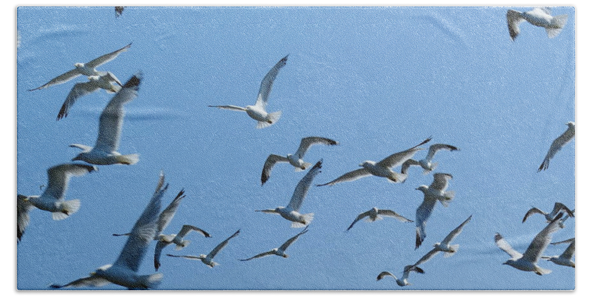 Birds Bath Towel featuring the photograph A Flock of Seagulls by Ben Upham III
