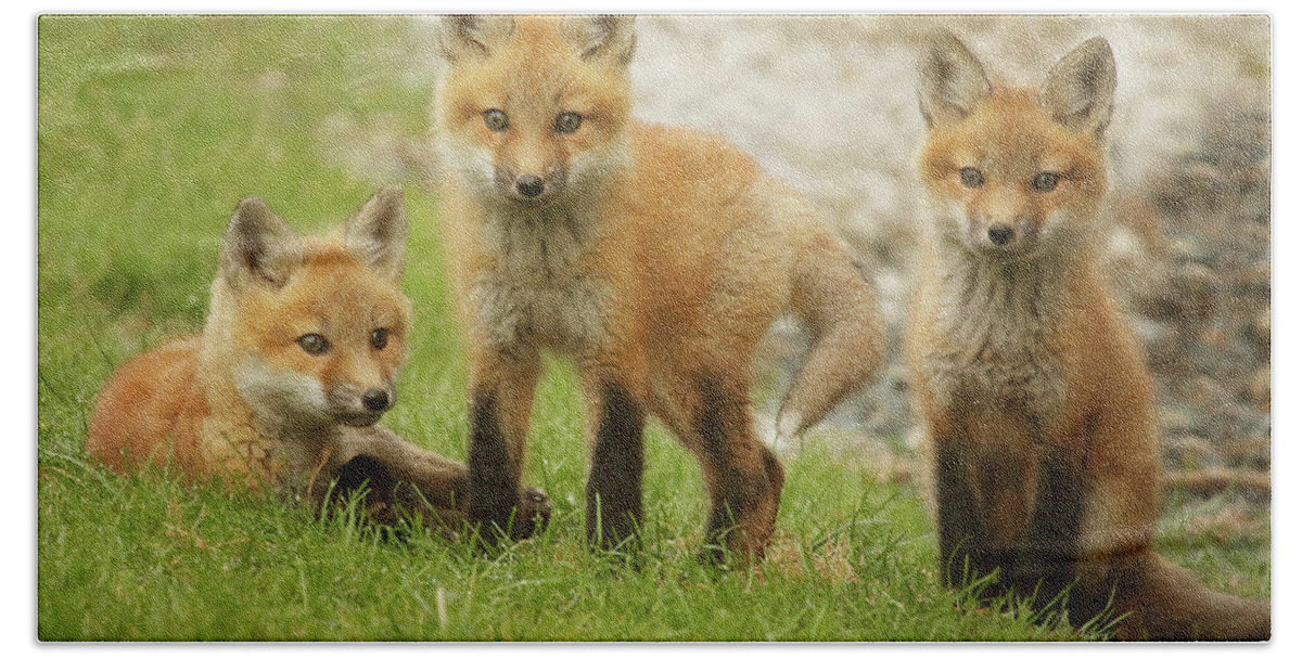 Fox Bath Towel featuring the photograph A Group Photo by Duane Cross