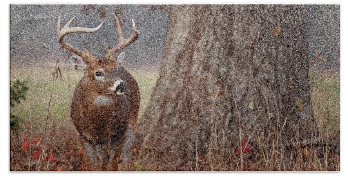 Deer Hand Towel featuring the photograph A Handsome Buck by Duane Cross