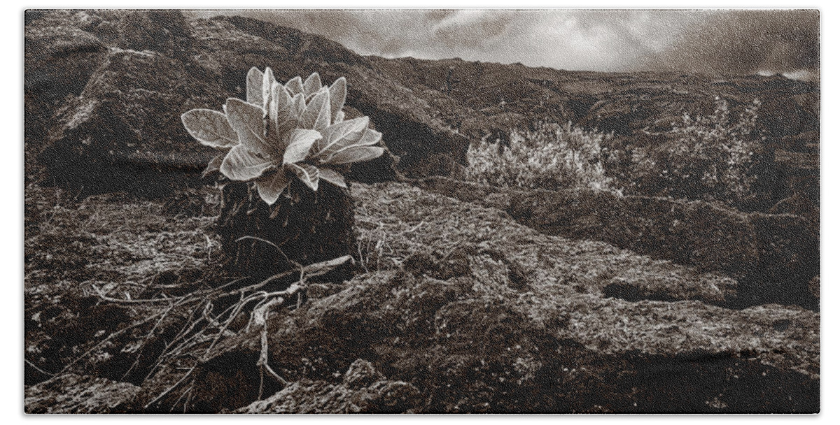 Hawaii Bath Towel featuring the photograph A Hard Existence - Sepia by Christopher Holmes