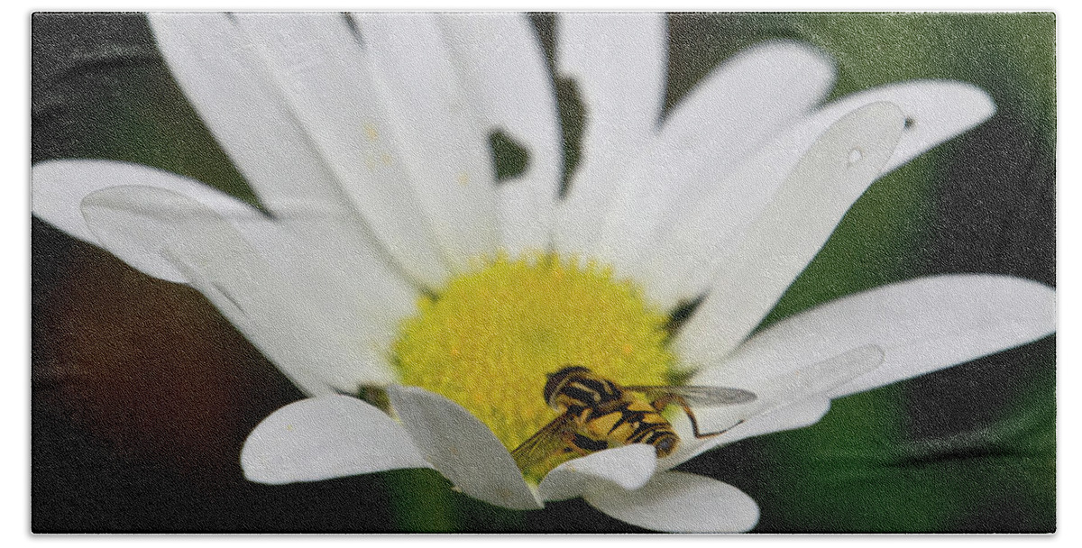 Nature Bath Towel featuring the photograph A Hoverfly and a Daisy by Elena Perelman