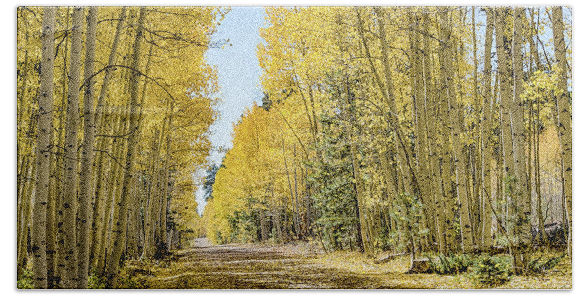 Quaking Aspen Bath Towel featuring the photograph A Lane of Gold by Gaelyn Olmsted
