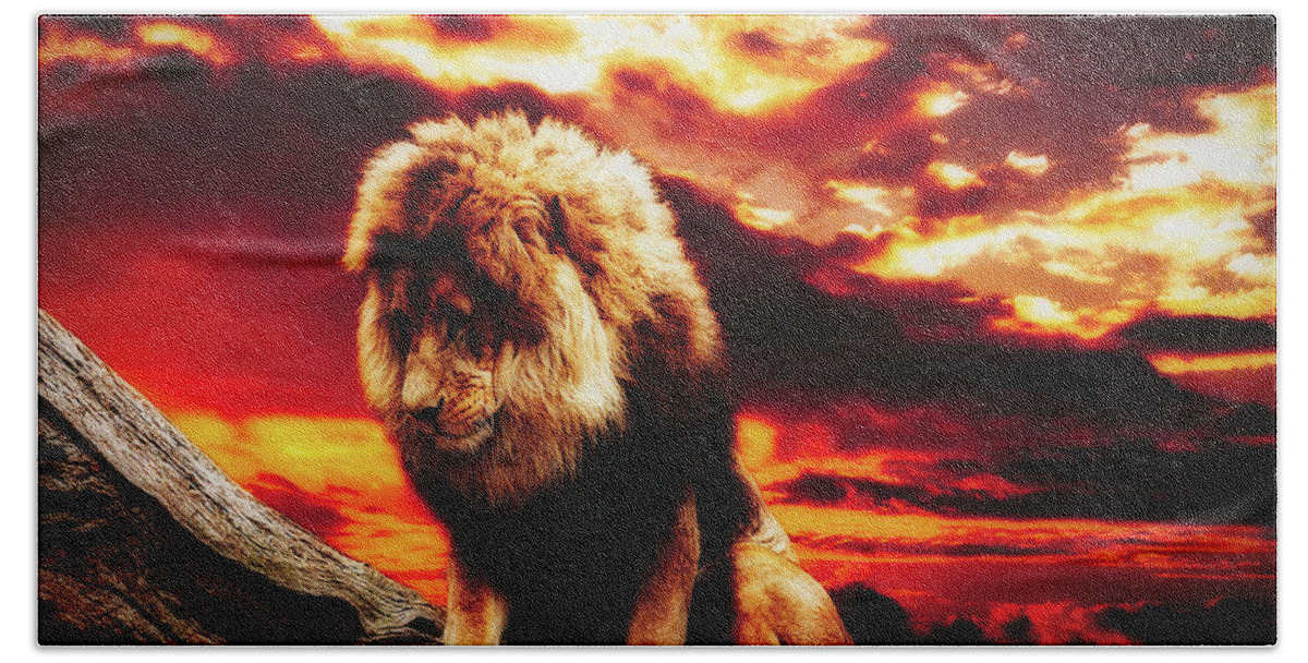 Lion Bath Towel featuring the photograph A Lion's Prayer by Mountain Dreams
