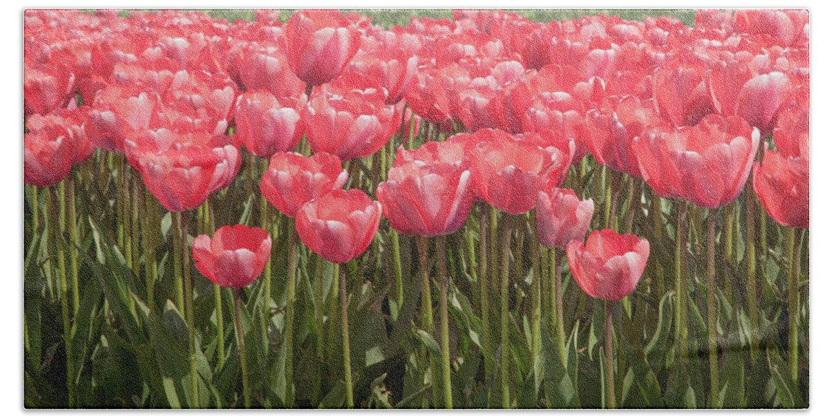 Tulip Bath Towel featuring the photograph A lot of red tulips by Tim Abeln