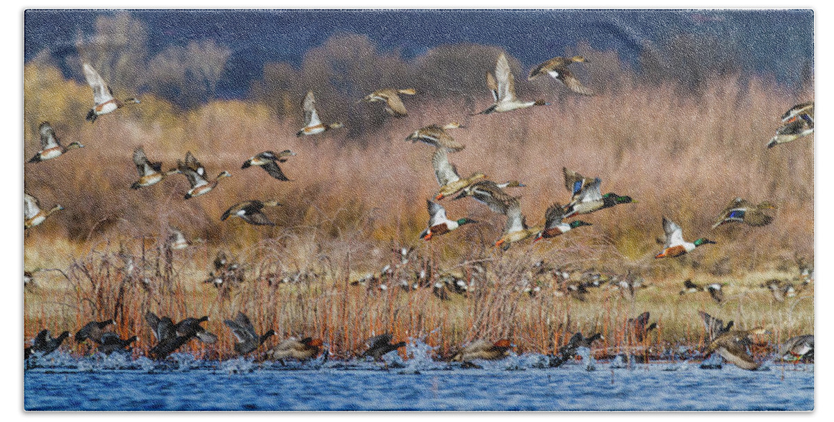 American Wigeon Hand Towel featuring the photograph A Mixed Bag by TL Mair