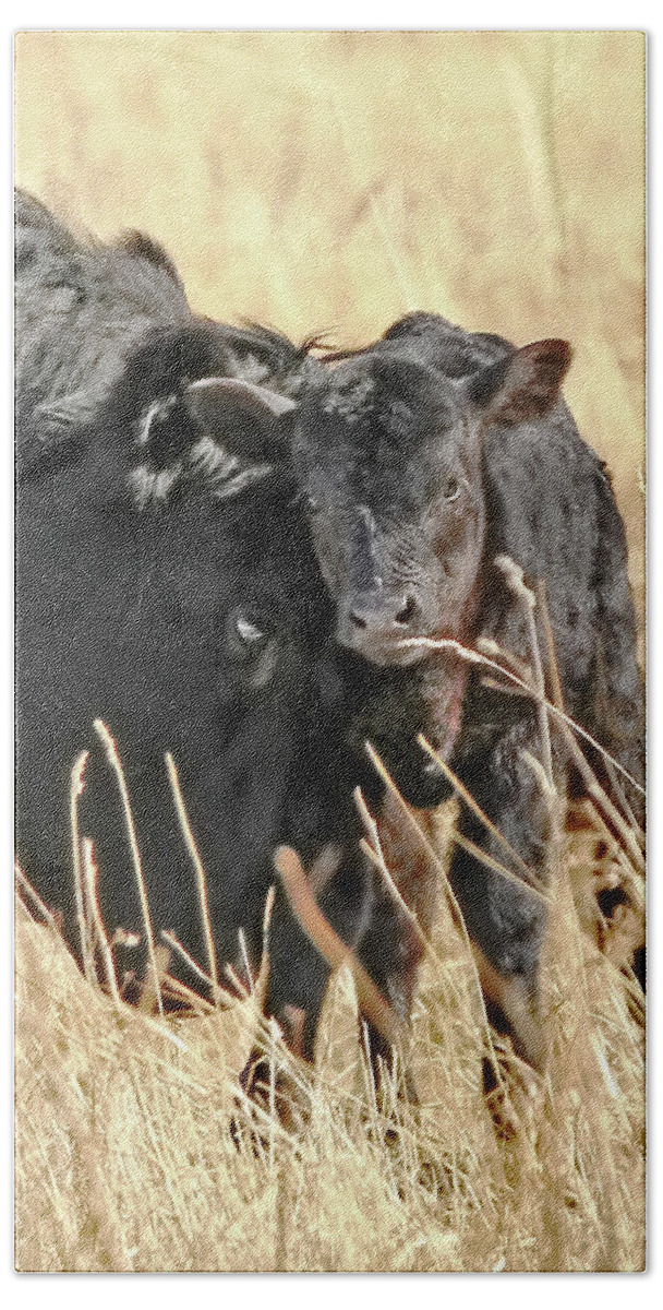 Cow Bath Towel featuring the photograph A Mother's Love Black Cow and Calf by Jennie Marie Schell