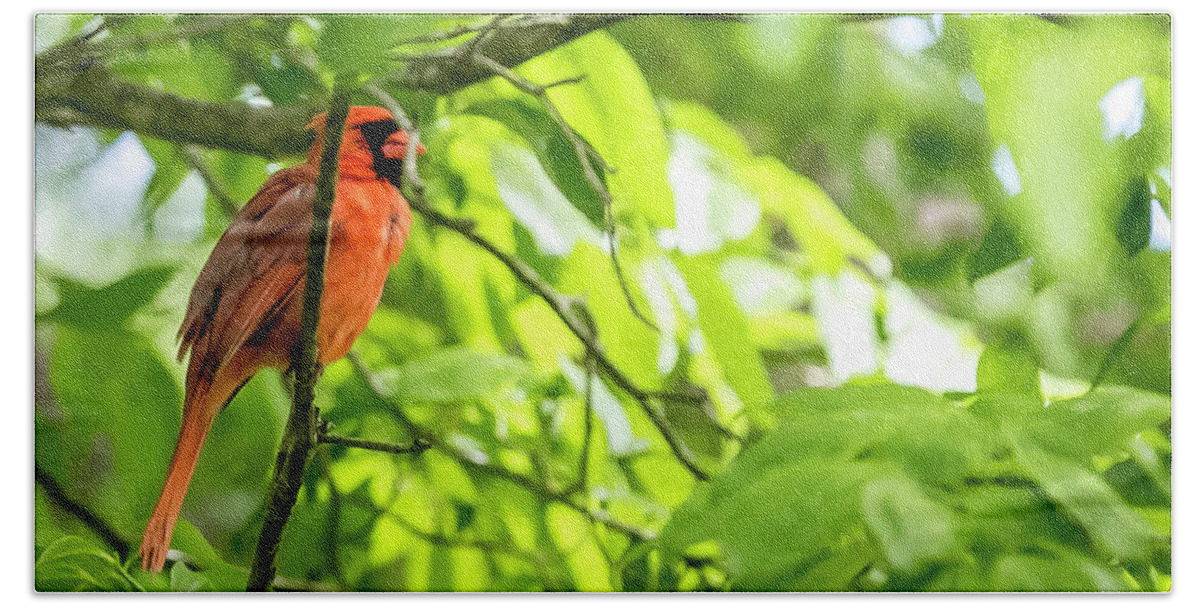 Bird Hand Towel featuring the digital art A Northern Cardinal enjoying the Springtime by Ed Stines