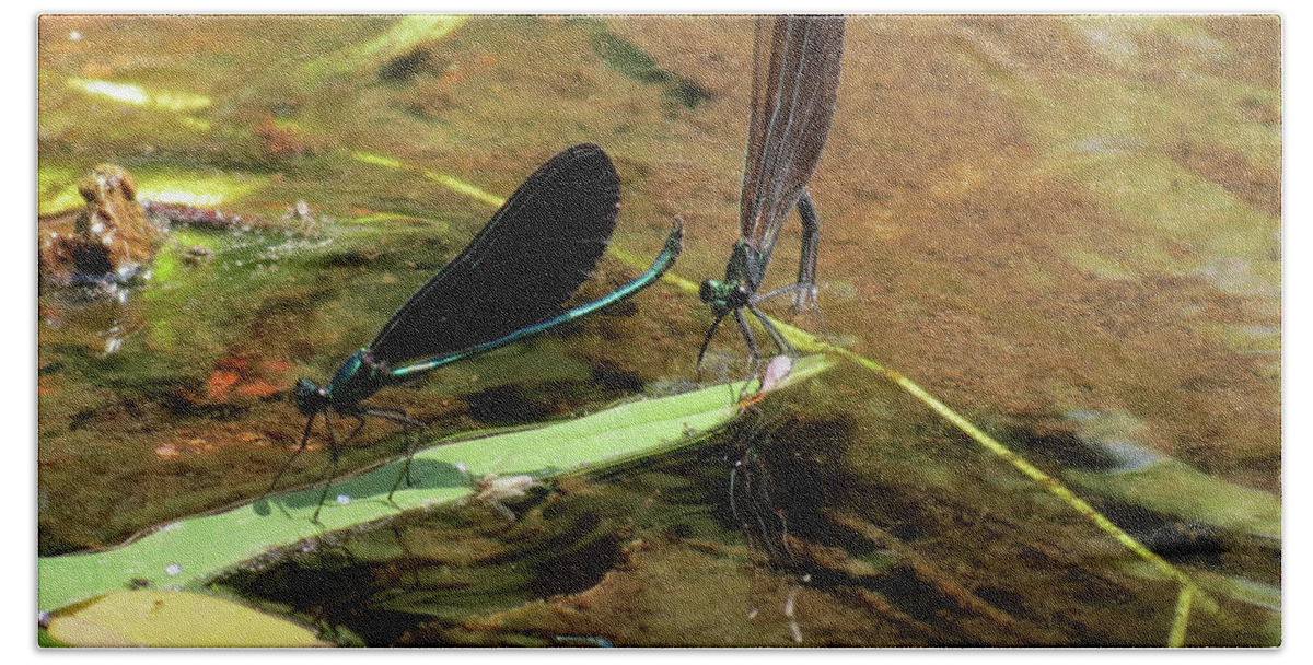 Damselfly Bath Towel featuring the photograph A pair alight by Azthet Photography