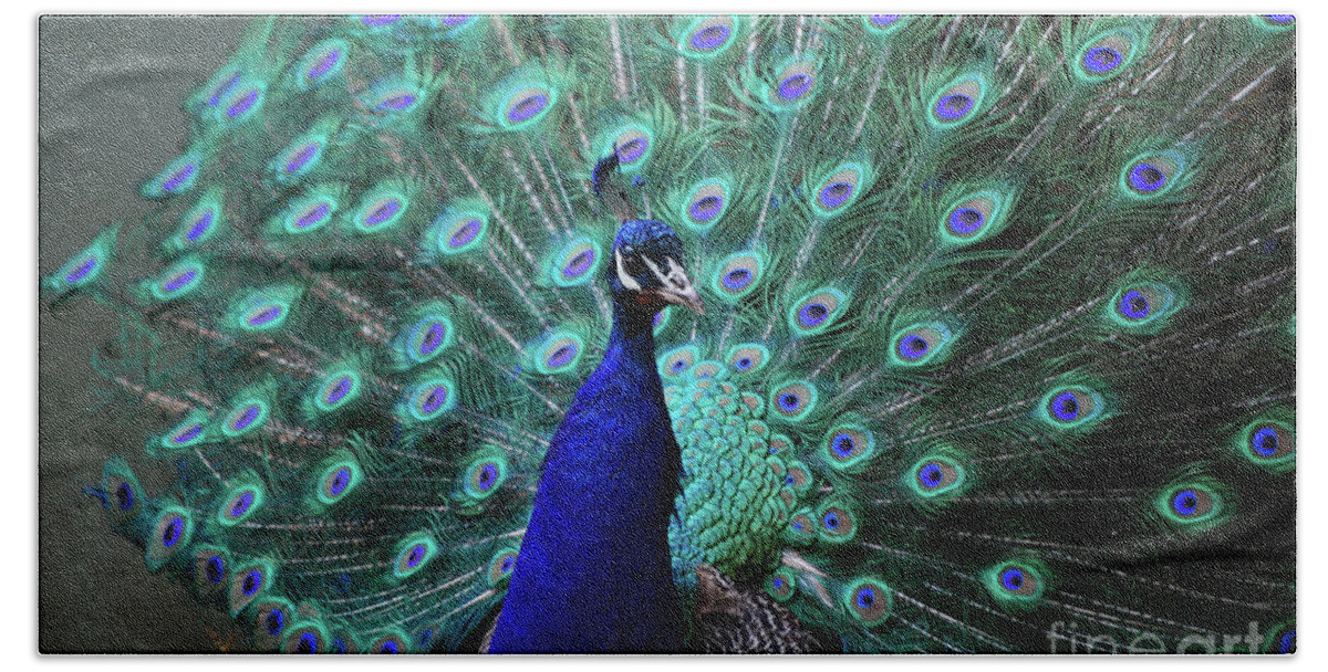 Peacock Bath Towel featuring the photograph A Peacock with His Feather's Expanded by DejaVu Designs