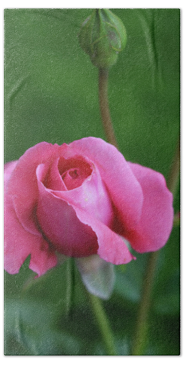 Rose Bath Towel featuring the photograph A pink rose by Irma Naan