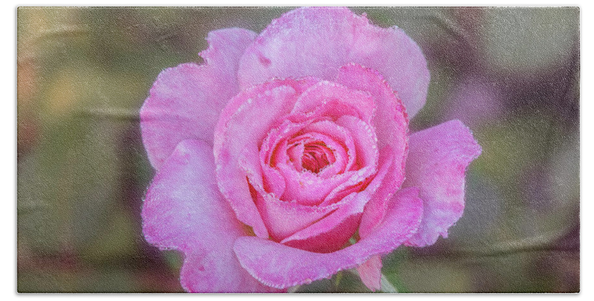 Rose Bath Towel featuring the photograph A pink rose kissed by morning dew. by Usha Peddamatham