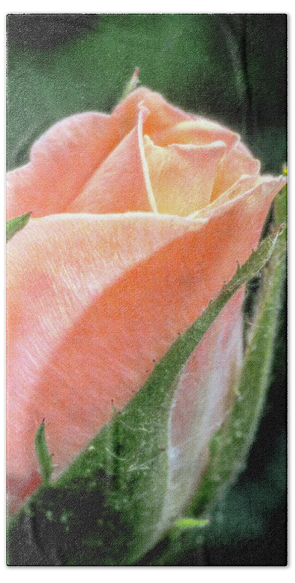 Flower Bath Towel featuring the photograph A Rose is a Rose by Winnie Chrzanowski