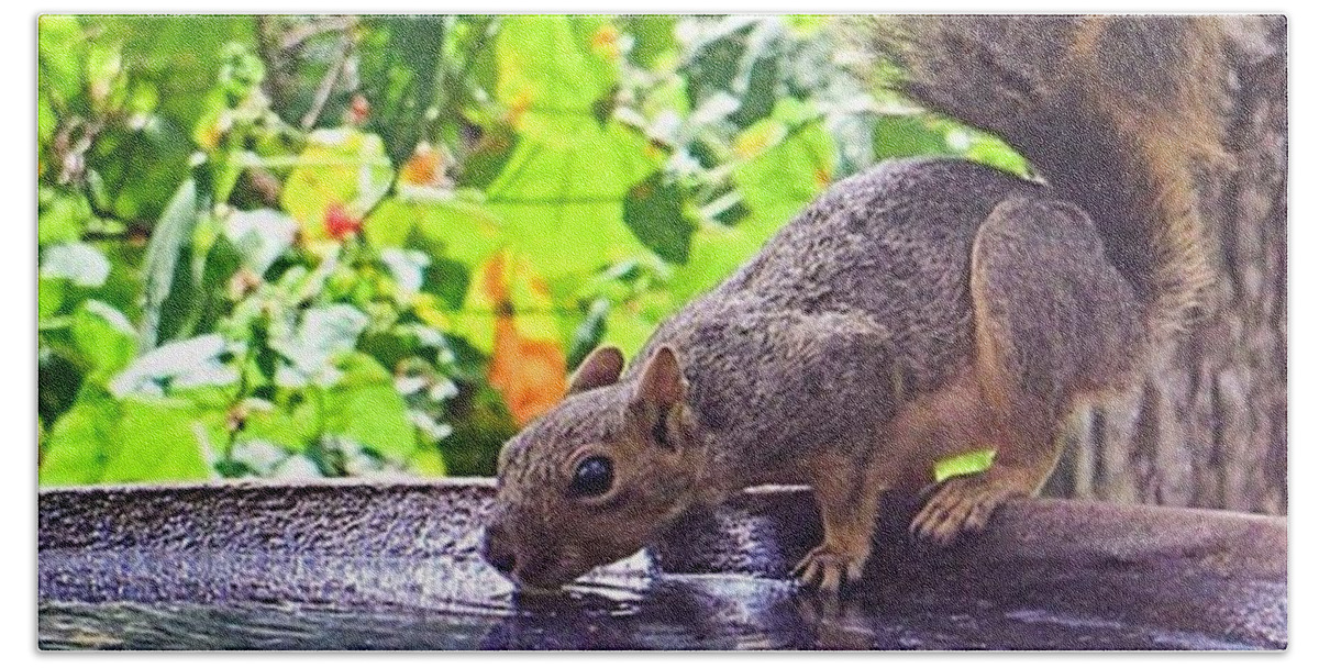 Cute Bath Towel featuring the photograph A #squirrel's Version Of Hanging Out by Austin Tuxedo Cat