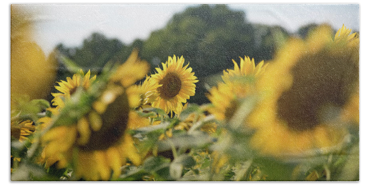 Field Bath Towel featuring the photograph A Sunflower Among Many Others by Anthony Doudt