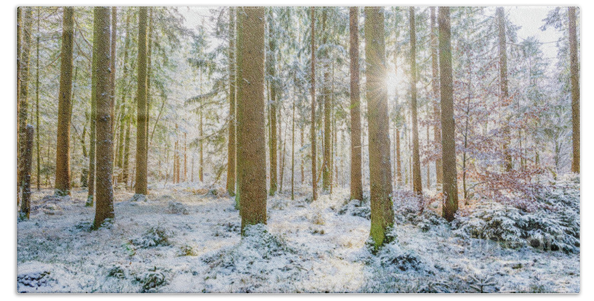 2x1 Bath Towel featuring the photograph A Sunny Day In The Winter Forest by Hannes Cmarits