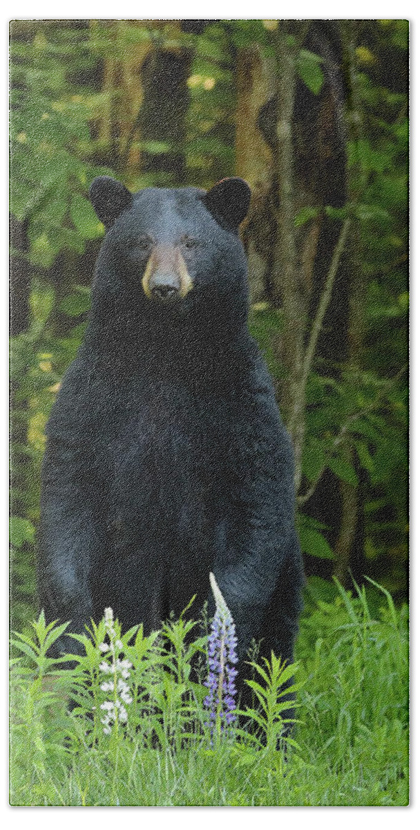 Bear Bath Towel featuring the photograph A Surprise in the Lupine by Duane Cross