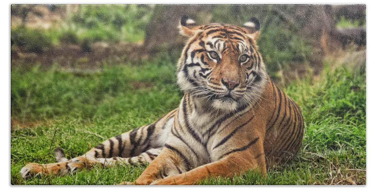 Large Tiger Approaching Bath Towel featuring the photograph A Tiger Relaxing on a Cool Afternoon by Jim Fitzpatrick