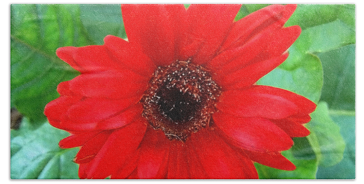 Flower Hand Towel featuring the photograph A True Red by Sandi OReilly