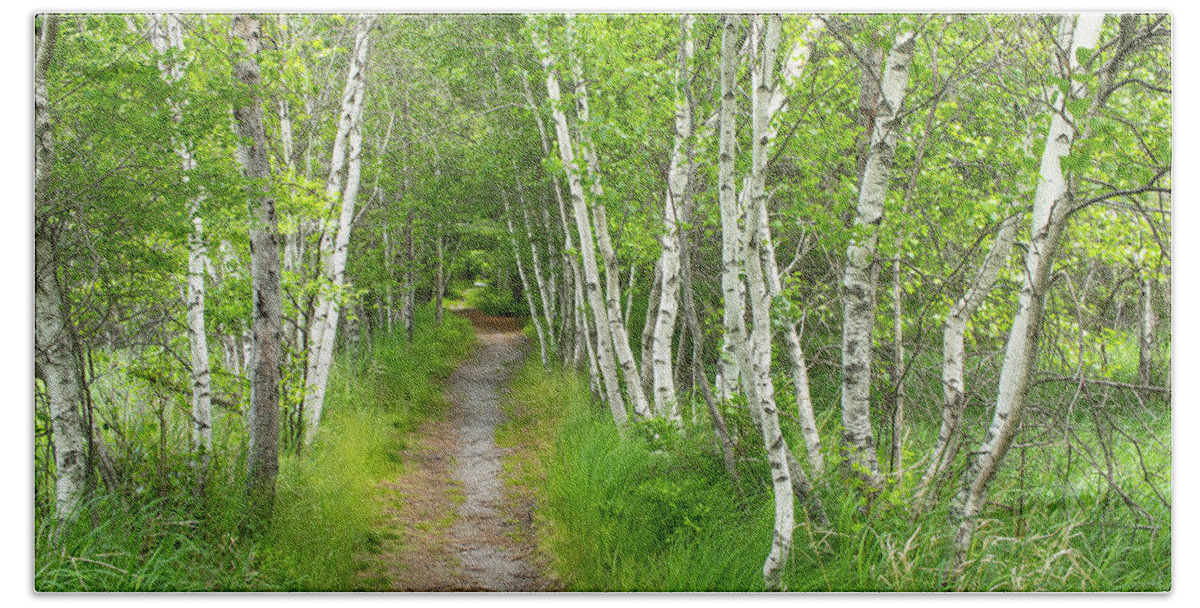 Acadia National Park Hand Towel featuring the photograph A Walk in the Woods by Holly Ross