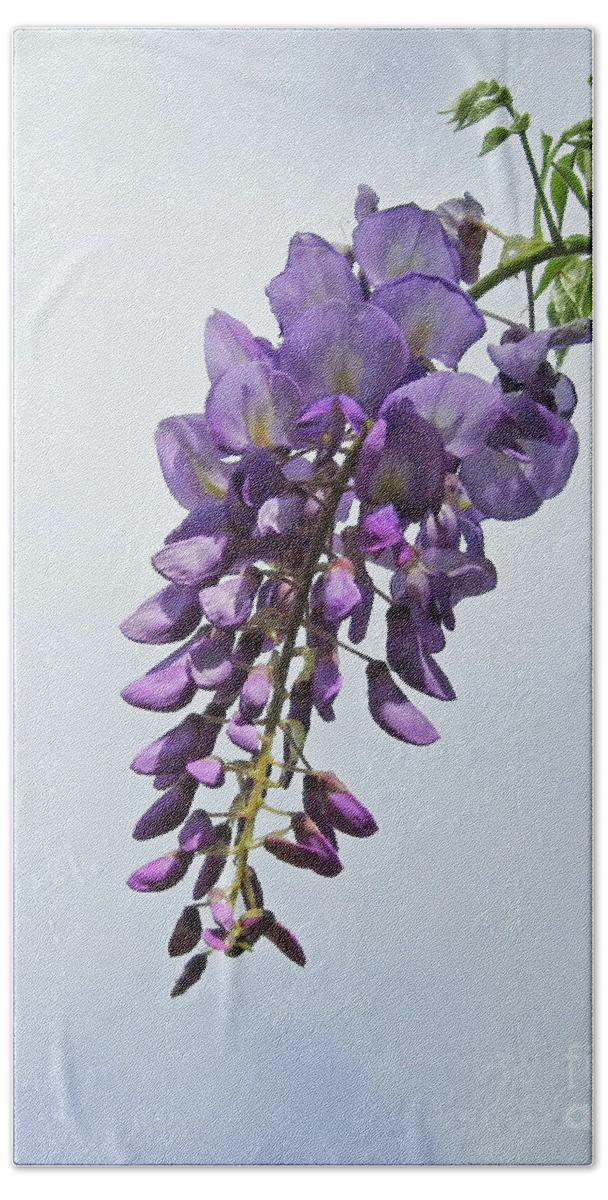 Vine Hand Towel featuring the photograph A Wisp of Wisteria by Jan Gelders