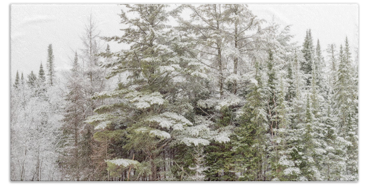 Winter Bath Towel featuring the photograph Evergreen Winter by Rod Best