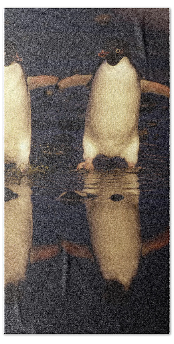 Mp Bath Towel featuring the photograph Adelie Penguin Pygoscelis Adeliae Pair by Tui De Roy
