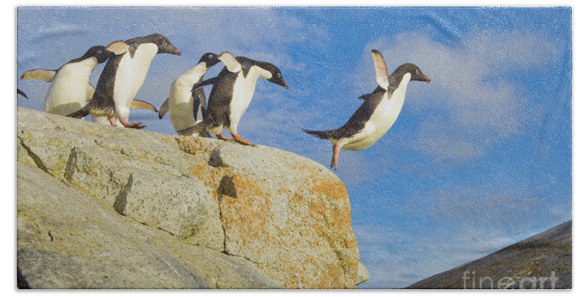 00345624 Bath Towel featuring the photograph Adelie Penguins Jumping by Yva Momatiuk John Eastcott