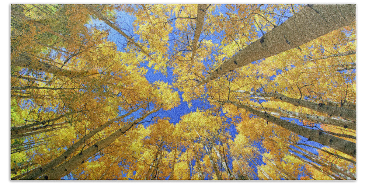 Aspen Trees Bath Towel featuring the photograph Admiring Aspens - Colorado - Autumn by Jason Politte