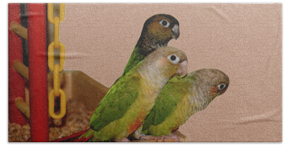 Animal Hand Towel featuring the photograph Adorable Baby Conures by Smilin Eyes Treasures