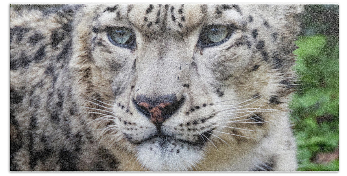 Leopard Hand Towel featuring the photograph Adult snow leopard portrait by Jane Rix
