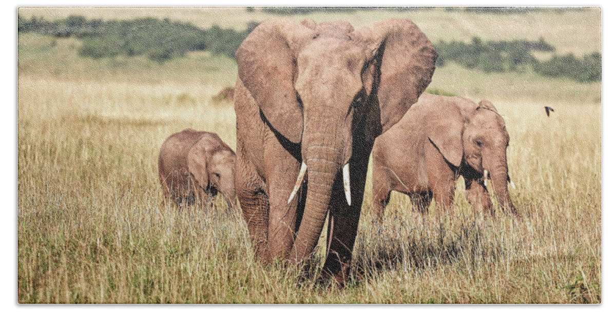 Elephant Hand Towel featuring the photograph African Elephant Family - Wall Art Prints by Wall Art Prints